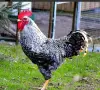Петли прекрасни красиви 20💰 евро🐓🐓🐓🐓🐓🐓, снимка 5