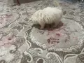 Померан на 2 месеца, снимка 5