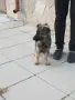 Две момичета немски овчарки!, снимка 12