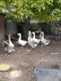 Продавам осем гъски, снимка 1