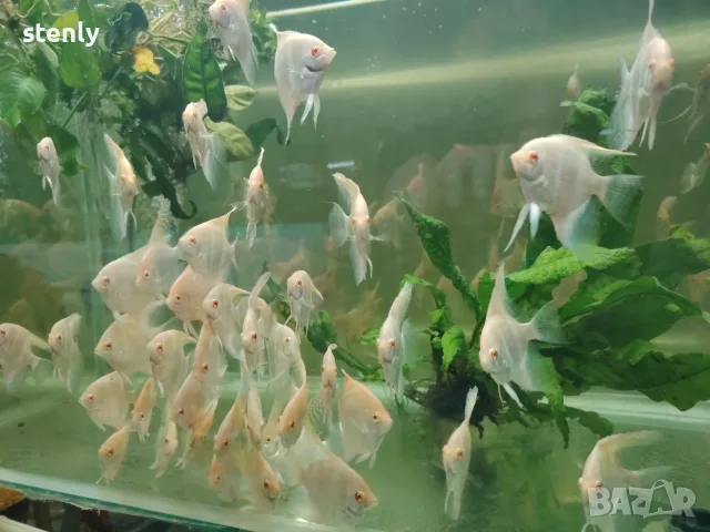 Albino Dantum angelfish, снимка 2 - Рибки - 56737575
