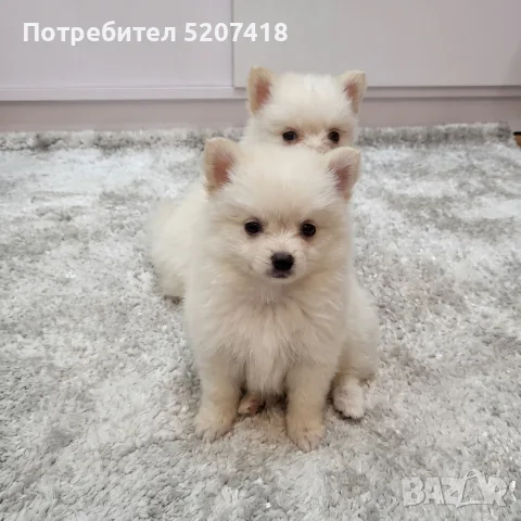 Померан, померани , снимка 2 - Померан - 56710777