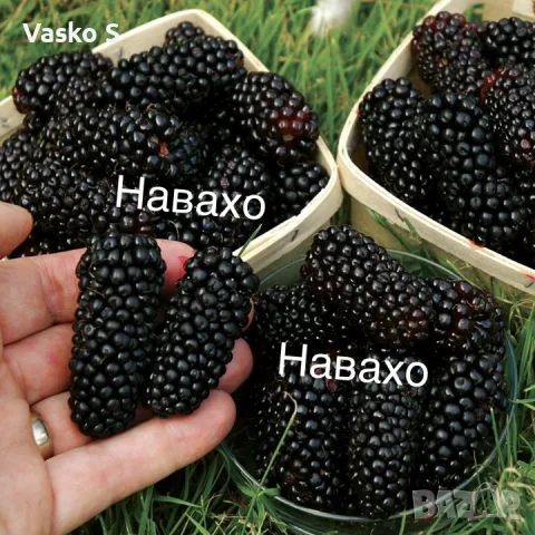 Разсад 2026г маточник, снимка 3 - Разсади - 56666373