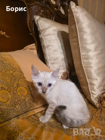 Бенгалска котка
