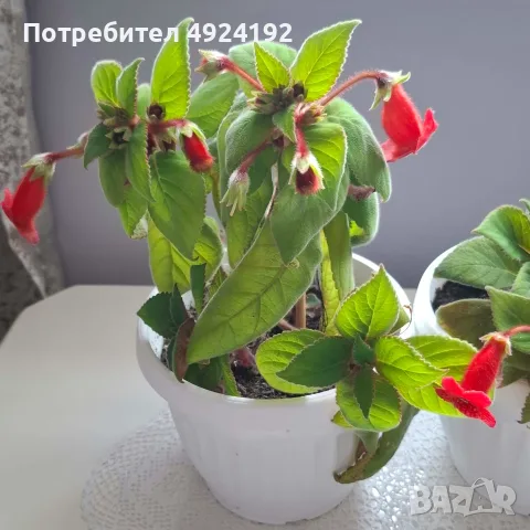 Колерия стайно Цвете, снимка 7 - Стайни растения - 56628416