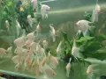 Albino Dantum angelfish, снимка 2