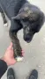кученце за осиновяване, снимка 1