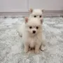 Померан, померани , снимка 2