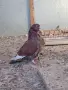 Китайски чайки., снимка 1
