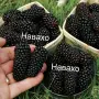 Разсад 2026г маточник, снимка 3