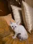 Бенгалска котка, снимка 1