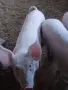 Продавам малки прасенца , снимка 3