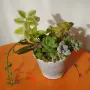 Сукуленти микс вкоренени, снимка 3