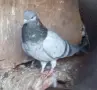 Гълъби типлери чифт , снимка 2