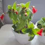 Колерия стайно Цвете, снимка 7