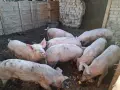 Домашно Отглеждани Прасета, снимка 3