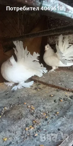 Индийски фенерлии, снимка 2 - Гълъби - 56741863