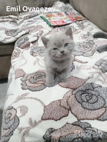 Мъжко британско коте , снимка 2 - Британска късокосместа - 56651111