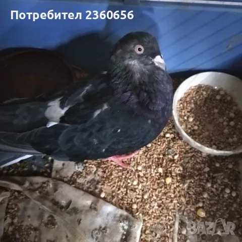 ГЪЛЪБ Казанлъшка порода, снимка 4 - Гълъби - 56227013
