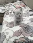 Мъжко британско коте , снимка 2