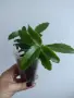 Каланхое, kalanchoe wendy Tinker Bell, снимка 4