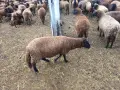 овце 10 бройки бременни , снимка 1