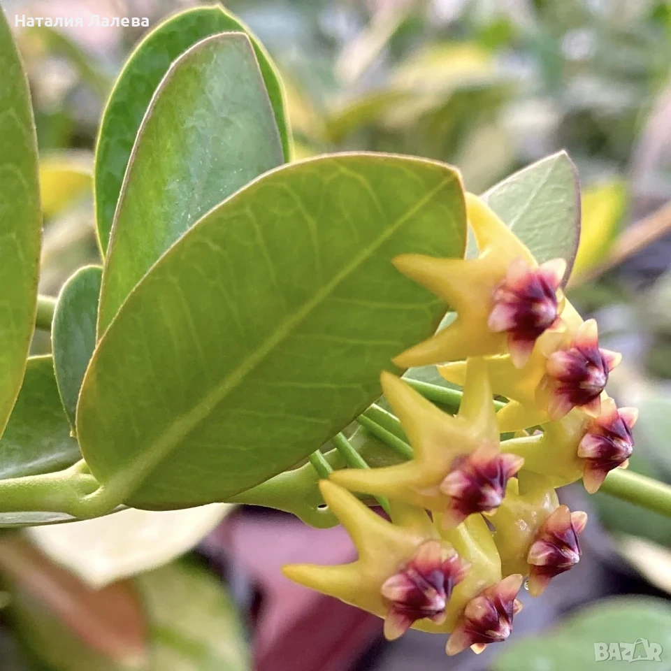 Хоя, hoya cummingiana, снимка 1