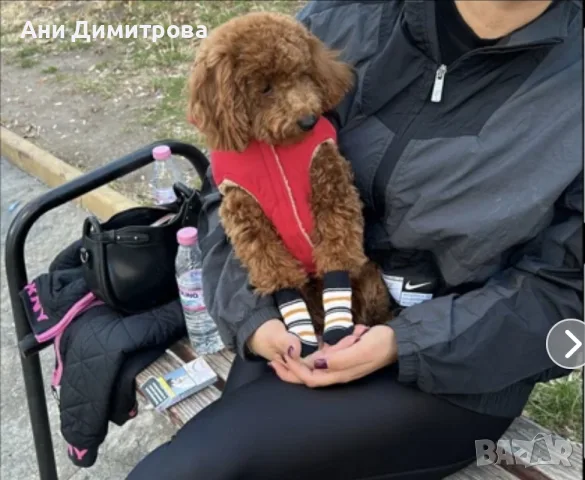 Пудел Тойче на 8 месеца