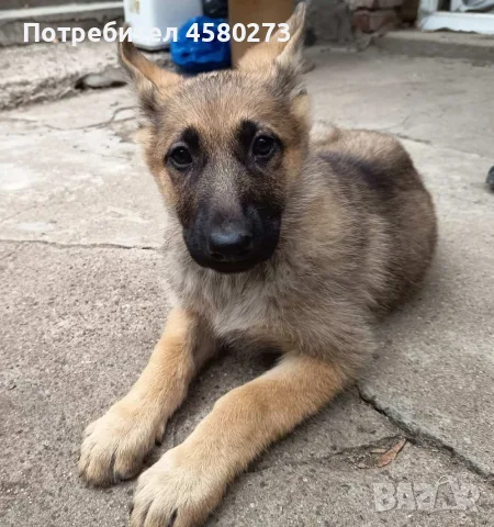 Овчарка на 3 месеца, снимка 5 - Немска овчарка - 56626754