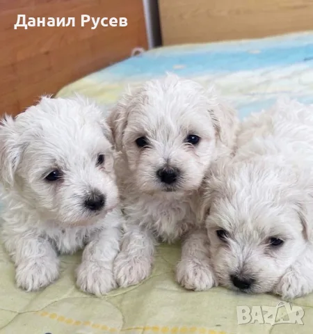 Малтийски болонки/болонка