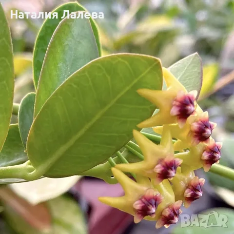 Хоя, hoya cummingiana