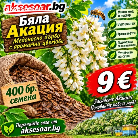 Продавам 400 висококачествени семена от бързо растяща Бяла медоносна акация Бял салкъм облагороден 