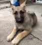 Овчарка на 3 месеца, снимка 5