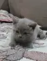 Мъжко британско коте , снимка 4