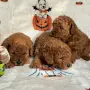 Toy poodle той пудел, снимка 12