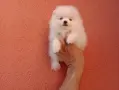 Бяло момченце. Померанче., снимка 1