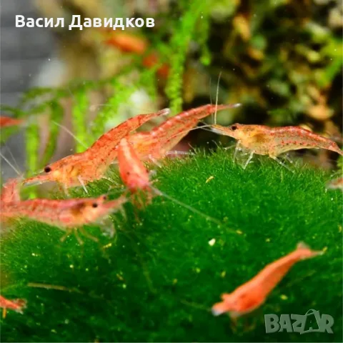 скариди за аквариум различни цветове 