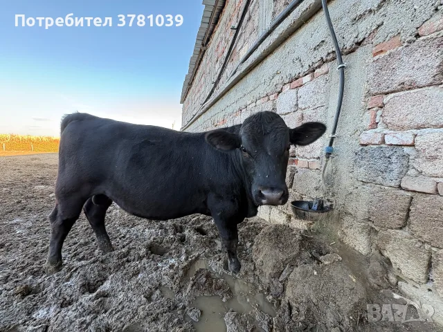 Продавам телешко месо
