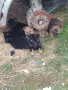 Малки овчарки работна линия. , снимка 1