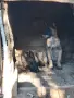 белгийски овчарки, снимка 5