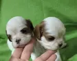 Кавалер Кинг Чарлз шпаньол , снимка 1