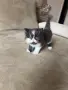 Персийски котета, снимка 2