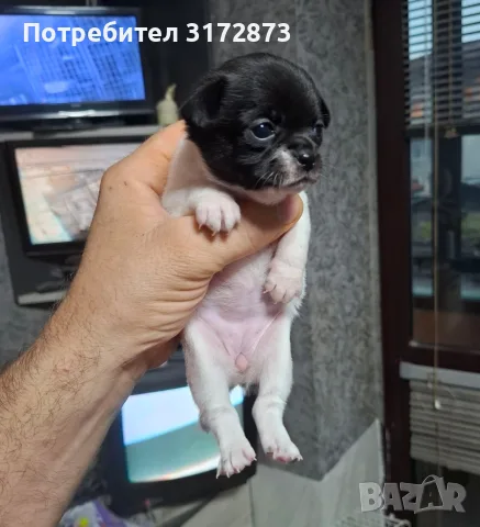 Родословни чихуахуа гр Варна , снимка 3 - Чихуахуа - 56749216