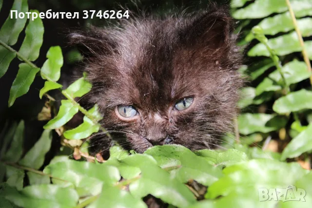 Черно котенце търси дом, снимка 5 - Други - 56600894