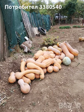 Продавам Био Тикви. Собствено производство , снимка 2 - Други - 56565184