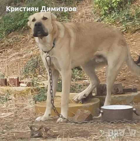 Кангал за разплод 