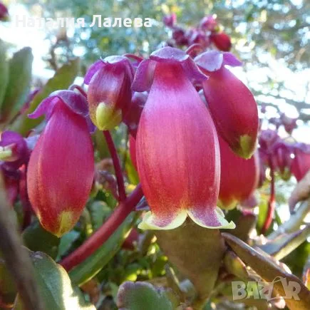 Каланхое, kalanchoe wendy Tinker Bell
