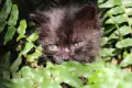 Черно котенце търси дом, снимка 5
