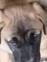 Кане Корсо кафяво , снимка 4