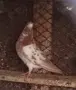 Гълъби типлери чифт , снимка 1